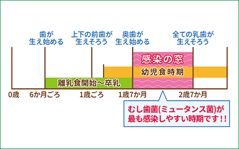 感染の窓