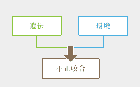 歯並びが乱れる背景